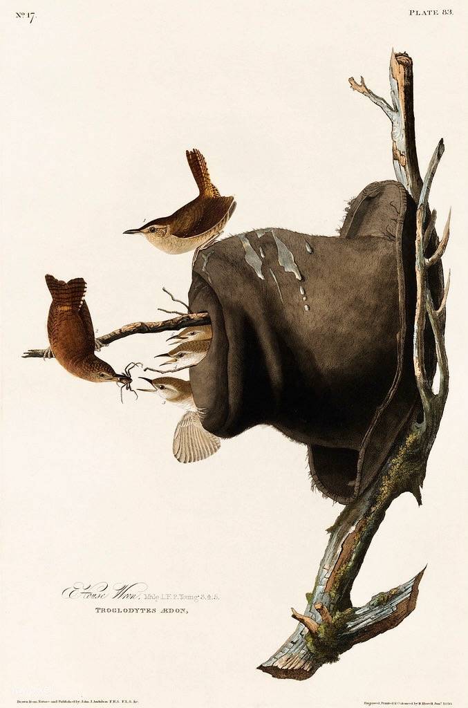 House Wren from Birds of America (1827) by John James Audubon (1785 - 1851), etched by Robert Havell (1793 - 1878). by Free Public Domain Illustrations by rawpixel is licensed under CC BY 2.0.